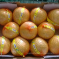 Pomelo novo da melancia fresca da colheita